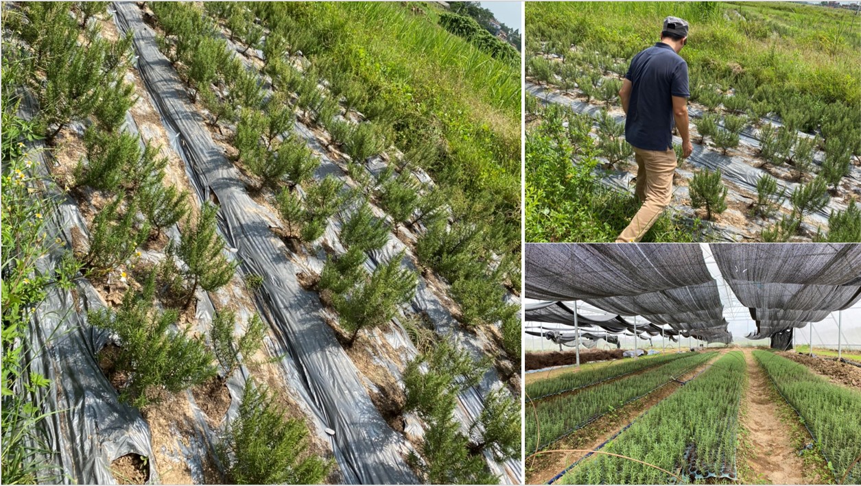 Khai thác sáng chế, công nghệ hỗ trợ nông dân chế biến sâu cây hương thảo