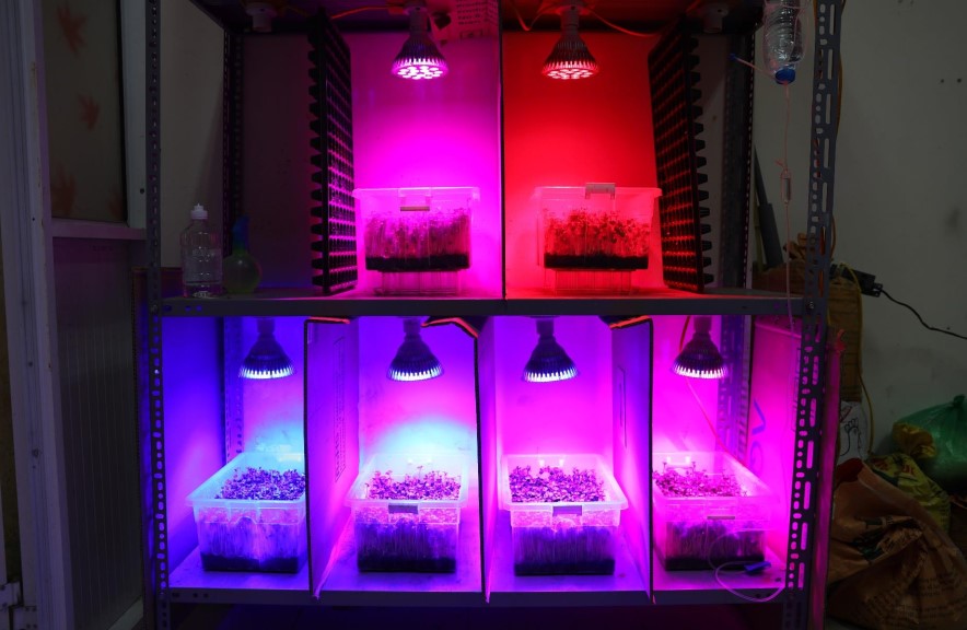 Giải pháp chiếu sáng bằng đèn LED cho cây rau mầm giúp kích thích khả năng tăng trưởng